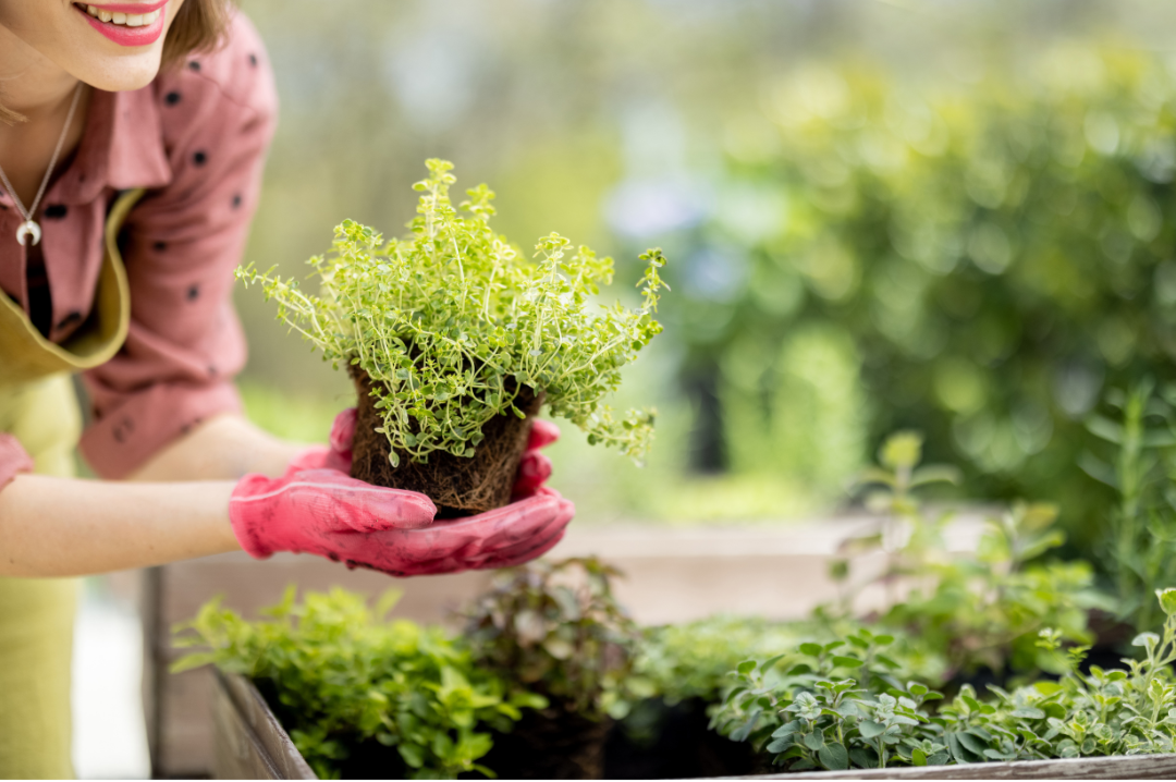 Person holding a small potted plant in a garden setting